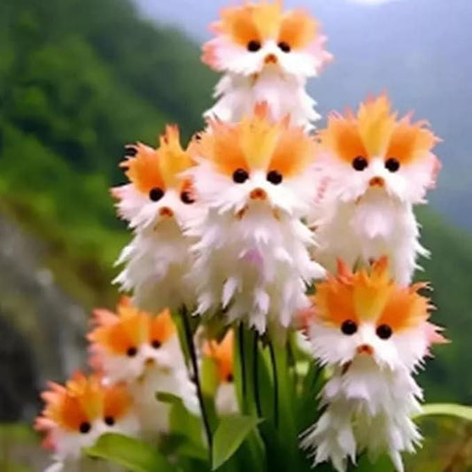 Cat Face Flowers and Free Organic Pot Mix 100 Grams