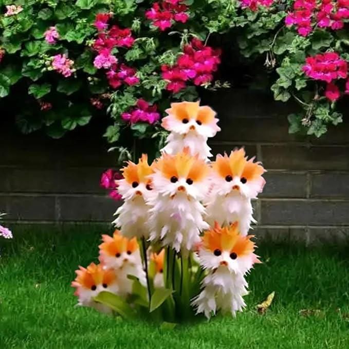 Cat Face Flowers and Free Organic Pot Mix 100 Grams